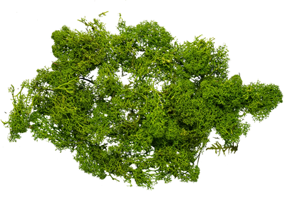 Moss